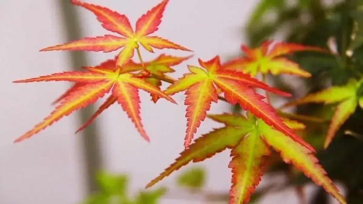 Autumn the beautiful season of colors - Osaka Web Dev & Design Meetup in October